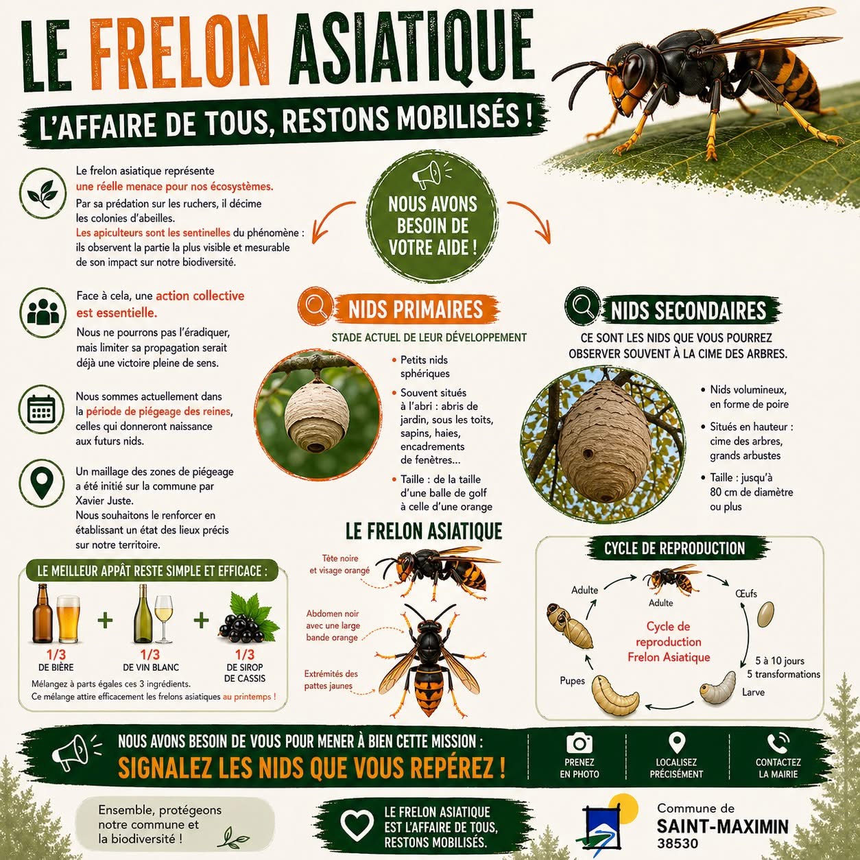 Frelon asiatique : tous concernés !